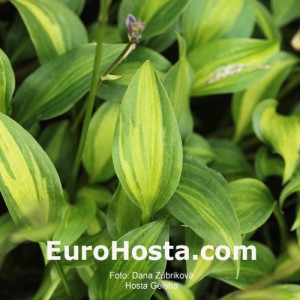 Hosta Geisha - Eurohosta