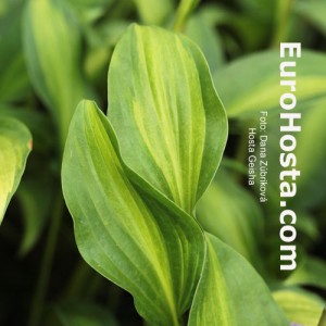 Hosta Geisha - Eurohosta