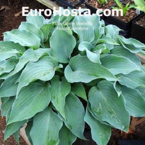 Hosta Gemstone