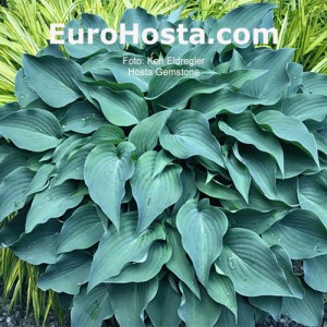 Hosta Gemstone