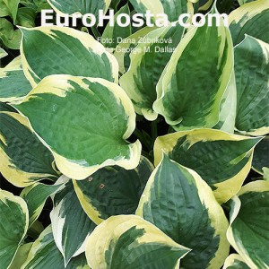 Hosta George M. Dallas