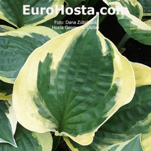 Hosta George M. Dallas