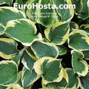 Hosta George M. Dallas