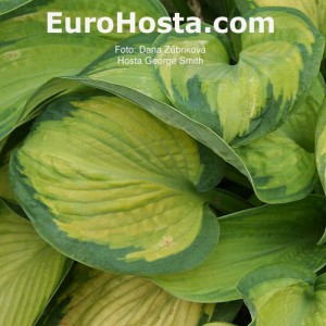 Hosta George Smith - Eurohosta