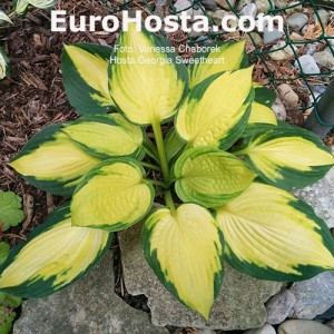 Hosta Georgia Sweetheart - Eurohosta