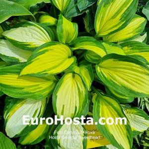 Hosta Georgia Sweetheart - Eurohosta