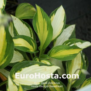 Hosta Georgia Sweetheart - Eurohosta