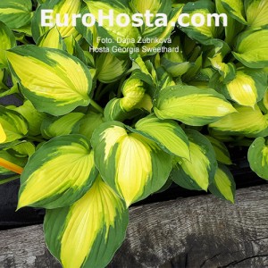 Hosta Georgia Sweetheart - Eurohosta