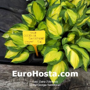 Hosta Georgia Sweetheart - Eurohosta