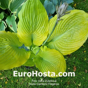 Hosta Giantland Elegance