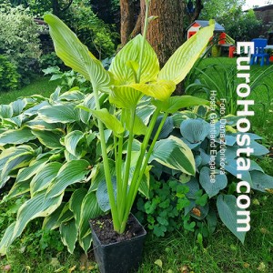 Hosta Giantland Elegance