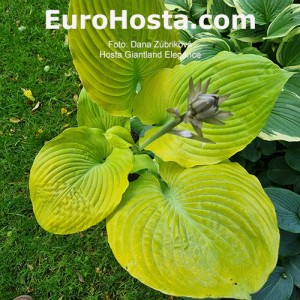 Hosta Giantland Elegance