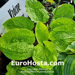 Hosta Gianltand Puckered Crevice