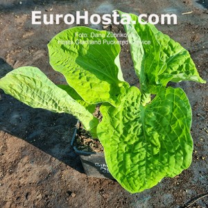 Hosta Gianltand Puckered Crevice