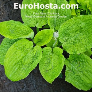 Hosta Gianltand Puckered Crevice