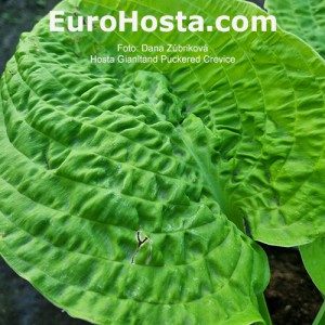 Hosta Gianltand Puckered Crevice