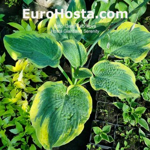 Hosta Giantland Serenity