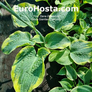 Hosta Giantland Serenity