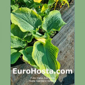 Hosta Giantland Serenity