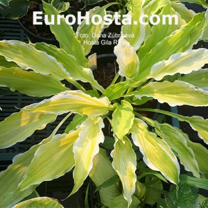 Hosta Gila River