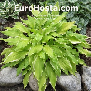 Hosta Gila River