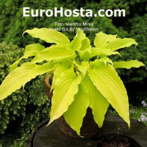 Hosta Gilt by Association - Eurohosta