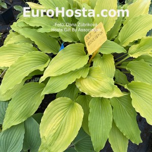 Hosta Gilt by Association