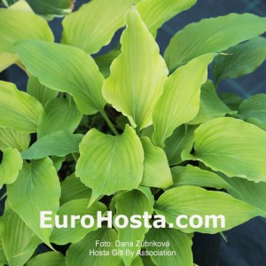 Hosta Gilt by Association - Eurohosta