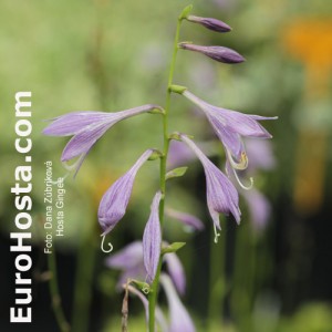 Hosta Gingee