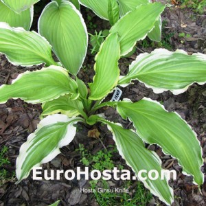 Hosta Ginsu Knife