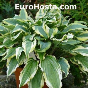 Hosta Ginsu Knife