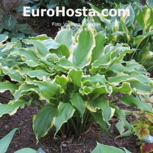 Hosta Ginsu Knife