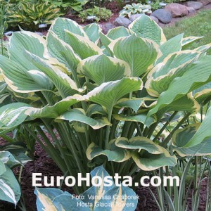 Hosta Glacial Towers - Eurohosta