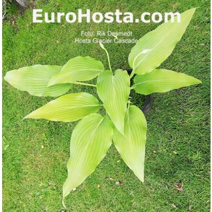 hosta Glacier Cascade 