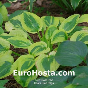 Hosta Glad Rags