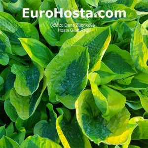 Hosta Glad Rags