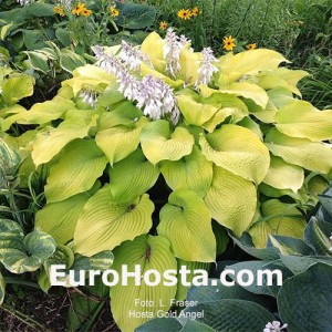 Hosta Gold Angel