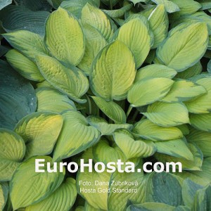 Hosta Gold Standard - Eurohosta