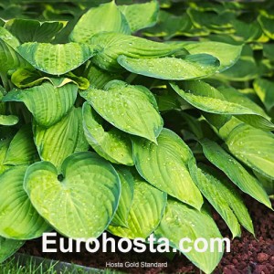 Hosta Gold Standard - Eurohosta