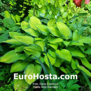 Hosta Gold Standard - Eurohosta