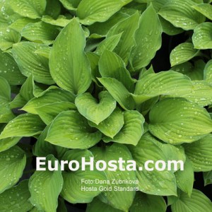 Hosta Gold Standard - Eurohosta