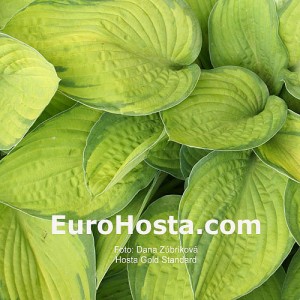 Hosta Gold Standard - Eurohosta