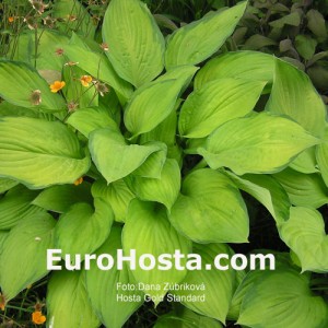 Hosta Gold Standard - Eurohosta