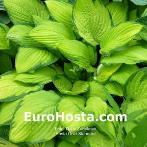 Hosta Gold Standard - Eurohosta