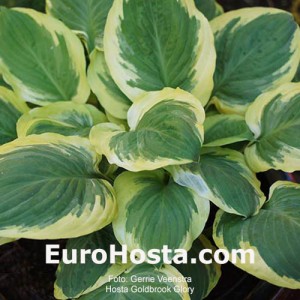 Hosta Goldbrook Glory