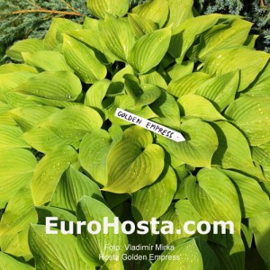 Hosta Golden Empress