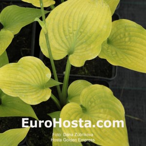 Hosta Golden Empress