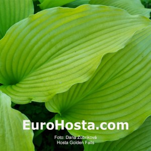 Hosta Golden Falls