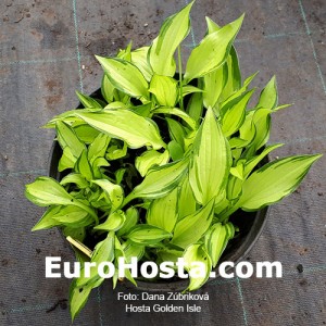 Hosta Golden Isle