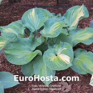 Hosta Golden Meadows - Eurohosta